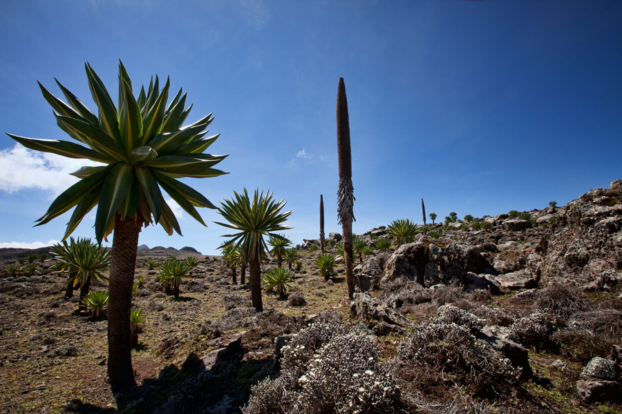 209   Senati plateau   Ethiopia